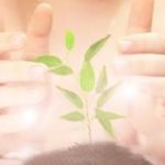 Reiki energy healing plants